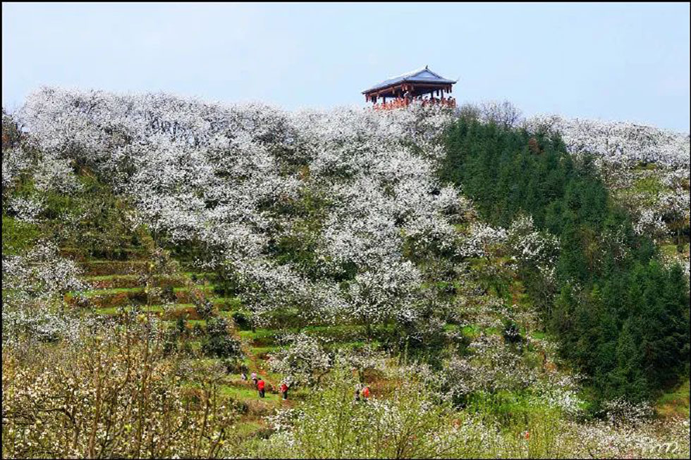 【春天，广西桂林灌阳县向您发出邀请！】我们在灌阳看梨花 - 游山玩水 - 遵义生活社区 - 遵义28生活网 zunyi.28life.net