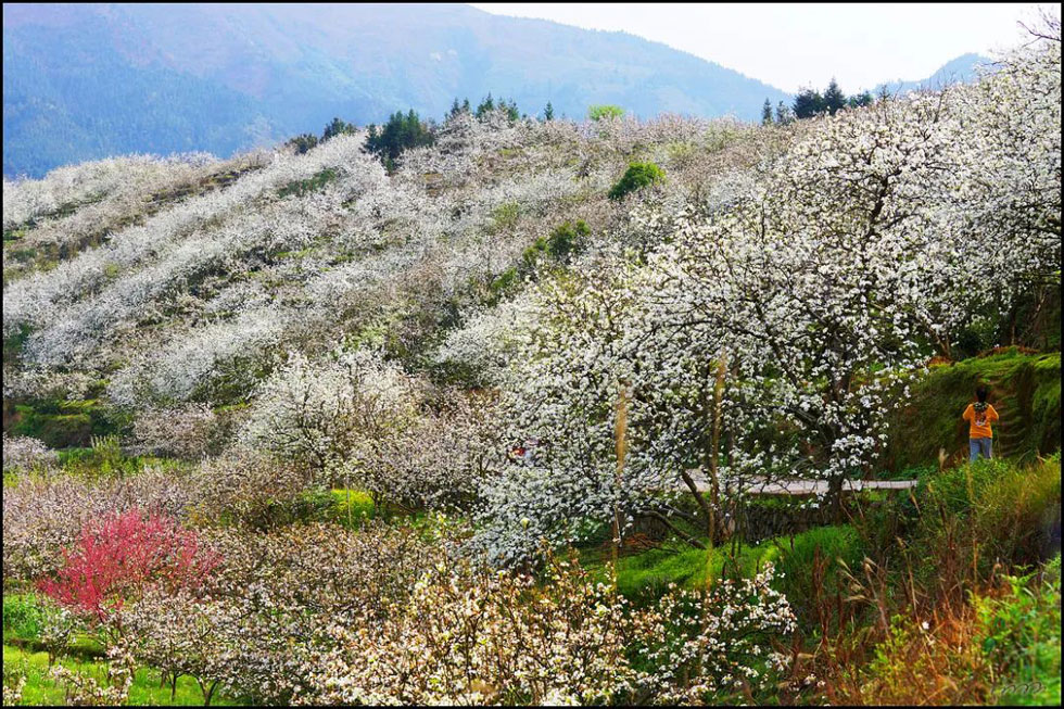 【春天，广西桂林灌阳县向您发出邀请！】我们在灌阳看梨花 - 游山玩水 - 遵义生活社区 - 遵义28生活网 zunyi.28life.net