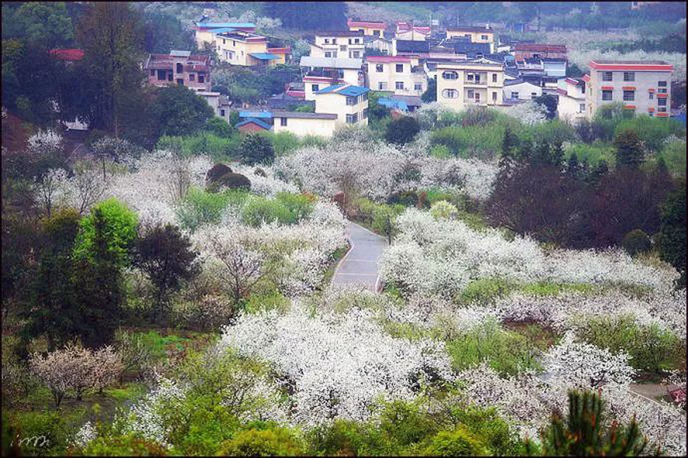 【春天，广西桂林灌阳县向您发出邀请！】我们在灌阳看梨花 - 游山玩水 - 遵义生活社区 - 遵义28生活网 zunyi.28life.net