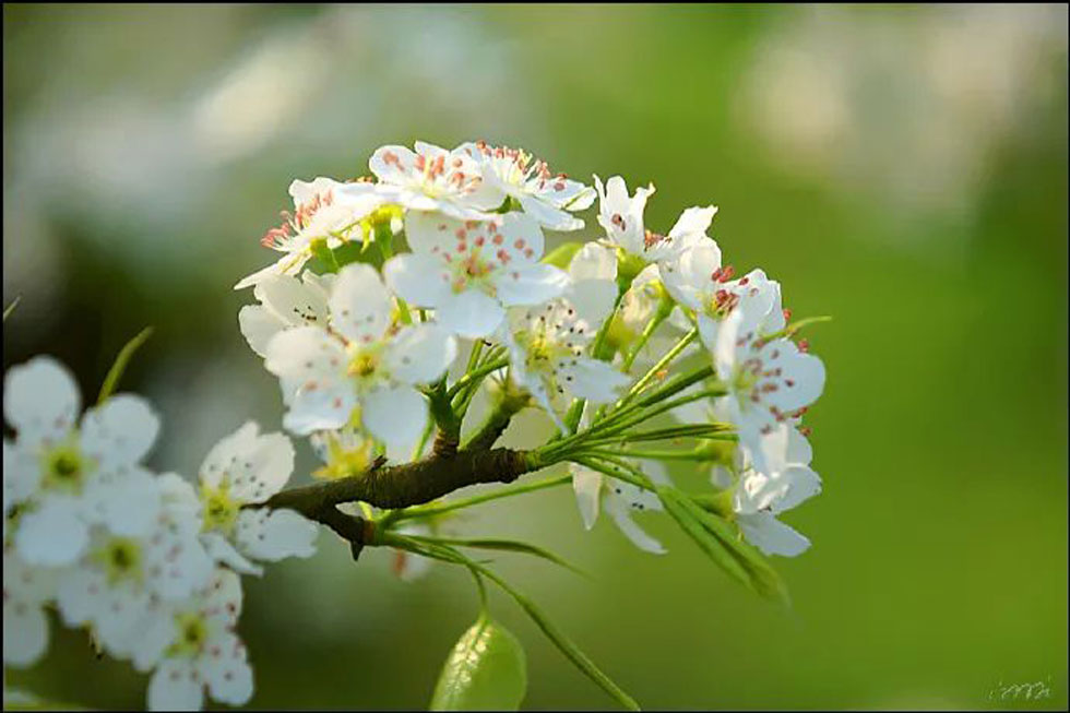 【春天，广西桂林灌阳县向您发出邀请！】我们在灌阳看梨花 - 游山玩水 - 遵义生活社区 - 遵义28生活网 zunyi.28life.net