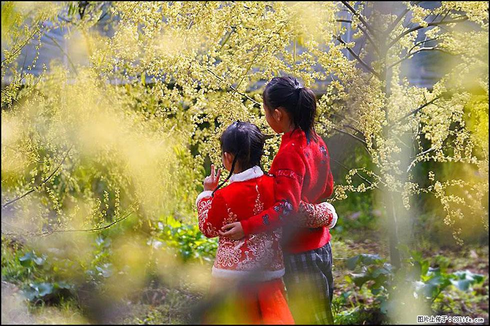 【春天，广西桂林灌阳县向您发出邀请！】米珠山前有片山苍子花在飘香 - 游山玩水 - 遵义生活社区 - 遵义28生活网 zunyi.28life.net