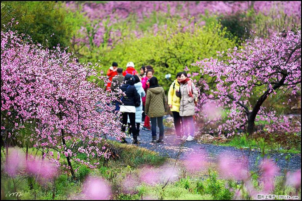 【春天，广西桂林灌阳县向您发出邀请！】官庄村有个醉美的桃花园 - 游山玩水 - 遵义生活社区 - 遵义28生活网 zunyi.28life.net