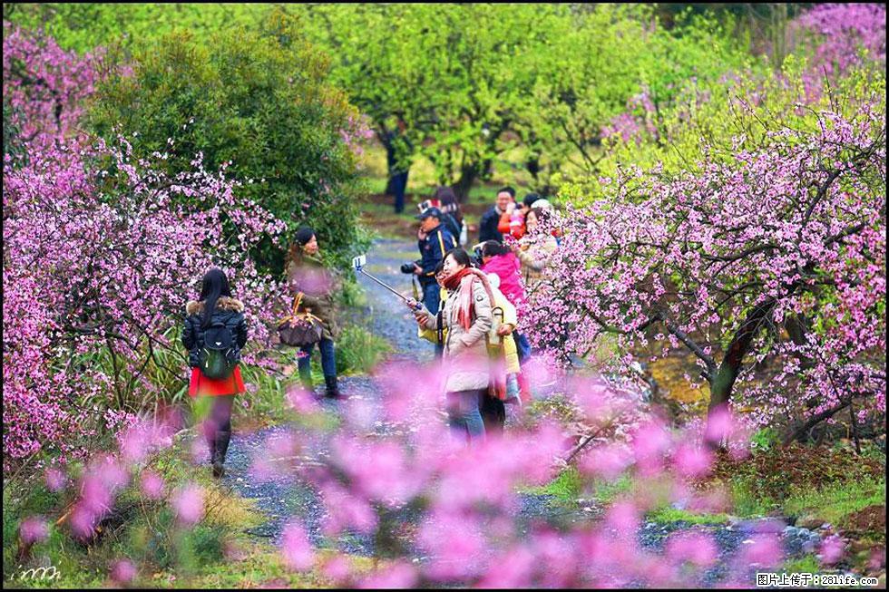 【春天，广西桂林灌阳县向您发出邀请！】官庄村有个醉美的桃花园 - 游山玩水 - 遵义生活社区 - 遵义28生活网 zunyi.28life.net