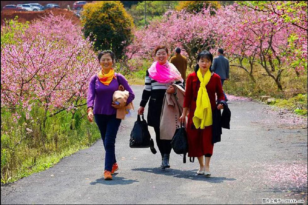 【春天，广西桂林灌阳县向您发出邀请！】官庄村有个醉美的桃花园 - 游山玩水 - 遵义生活社区 - 遵义28生活网 zunyi.28life.net