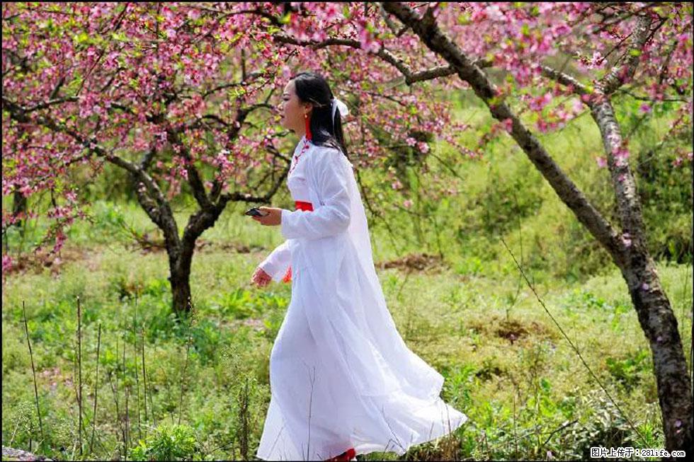 【春天，广西桂林灌阳县向您发出邀请！】官庄村有个醉美的桃花园 - 游山玩水 - 遵义生活社区 - 遵义28生活网 zunyi.28life.net