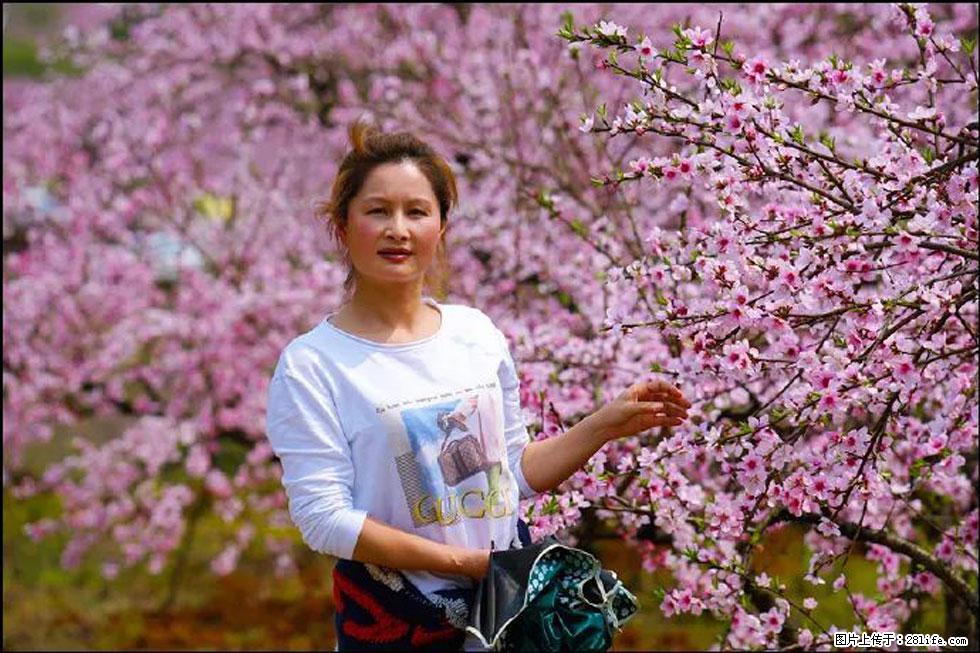 【春天，广西桂林灌阳县向您发出邀请！】官庄村有个醉美的桃花园 - 游山玩水 - 遵义生活社区 - 遵义28生活网 zunyi.28life.net