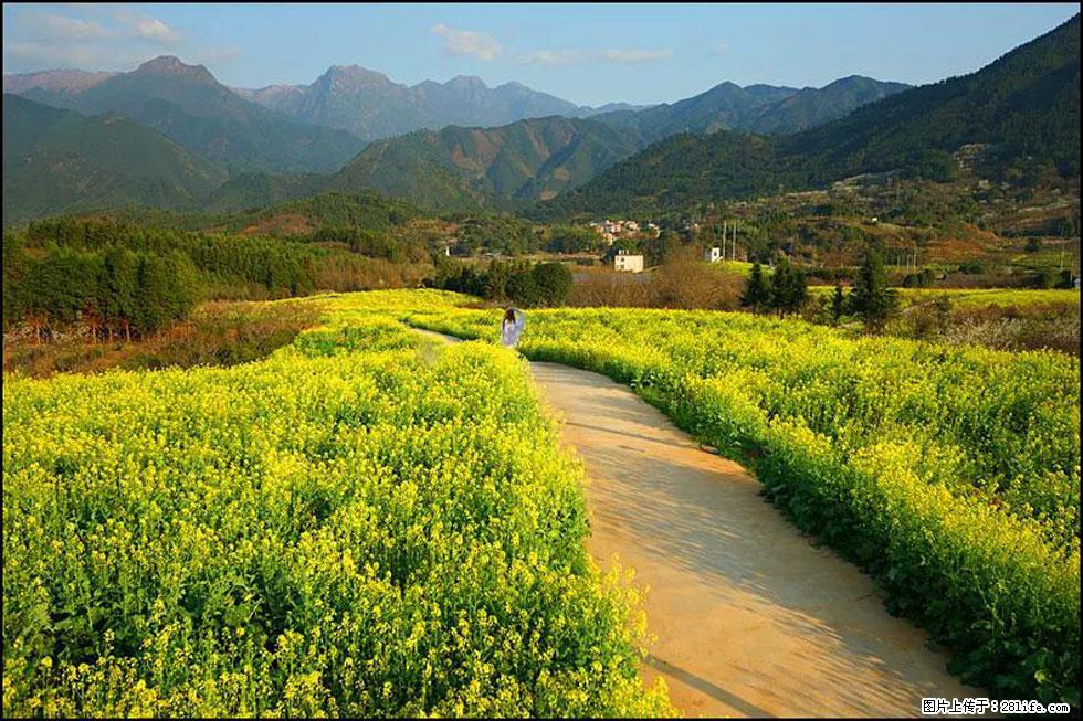 【春天，广西桂林灌阳县向您发出邀请！】长坪村油菜盛情花开 - 游山玩水 - 遵义生活社区 - 遵义28生活网 zunyi.28life.net