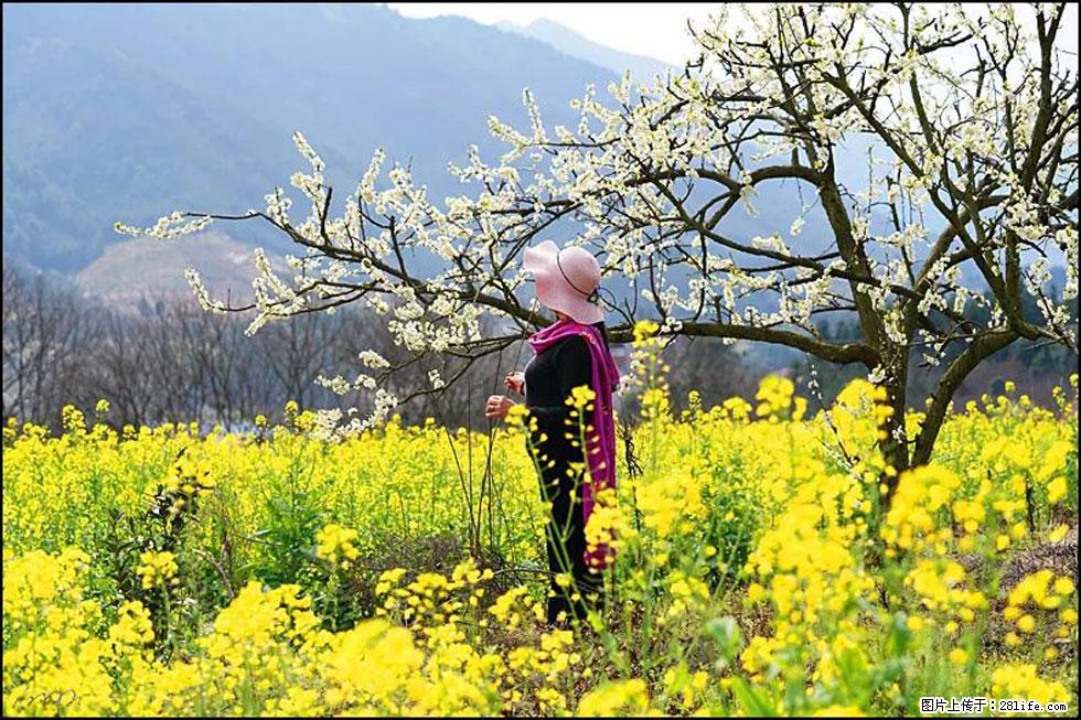 【春天，广西桂林灌阳县向您发出邀请！】长坪村油菜盛情花开 - 游山玩水 - 遵义生活社区 - 遵义28生活网 zunyi.28life.net