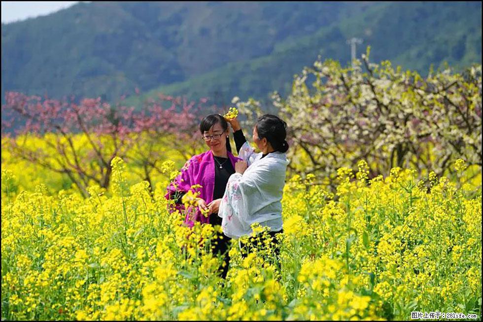 【春天，广西桂林灌阳县向您发出邀请！】长坪村油菜盛情花开 - 游山玩水 - 遵义生活社区 - 遵义28生活网 zunyi.28life.net