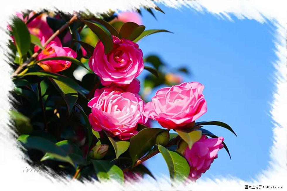 【春天，广西桂林灌阳县向您发出邀请！】杨柳井茶花惹人爱 - 游山玩水 - 遵义生活社区 - 遵义28生活网 zunyi.28life.net