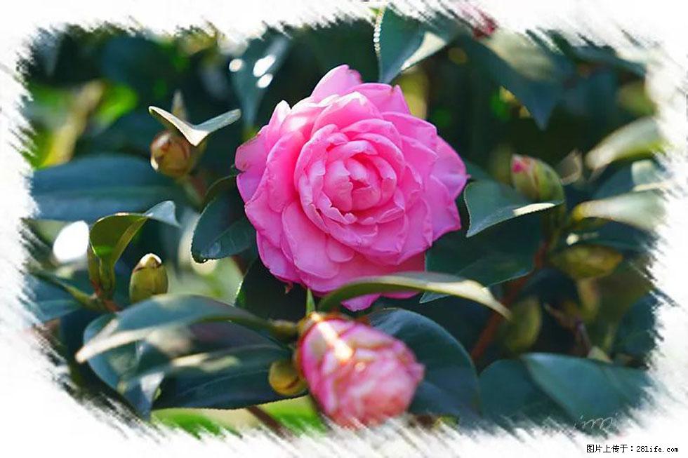 【春天，广西桂林灌阳县向您发出邀请！】杨柳井茶花惹人爱 - 游山玩水 - 遵义生活社区 - 遵义28生活网 zunyi.28life.net