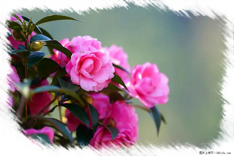 【春天，广西桂林灌阳县向您发出邀请！】杨柳井茶花惹人爱 - 游山玩水 - 遵义生活社区 - 遵义28生活网 zunyi.28life.net