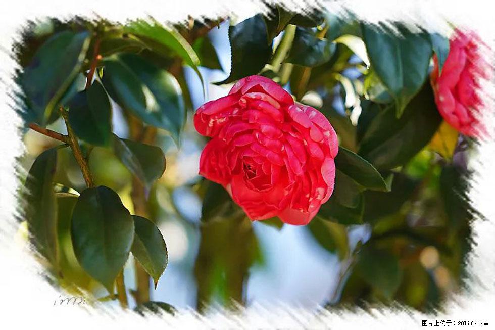【春天，广西桂林灌阳县向您发出邀请！】杨柳井茶花惹人爱 - 游山玩水 - 遵义生活社区 - 遵义28生活网 zunyi.28life.net