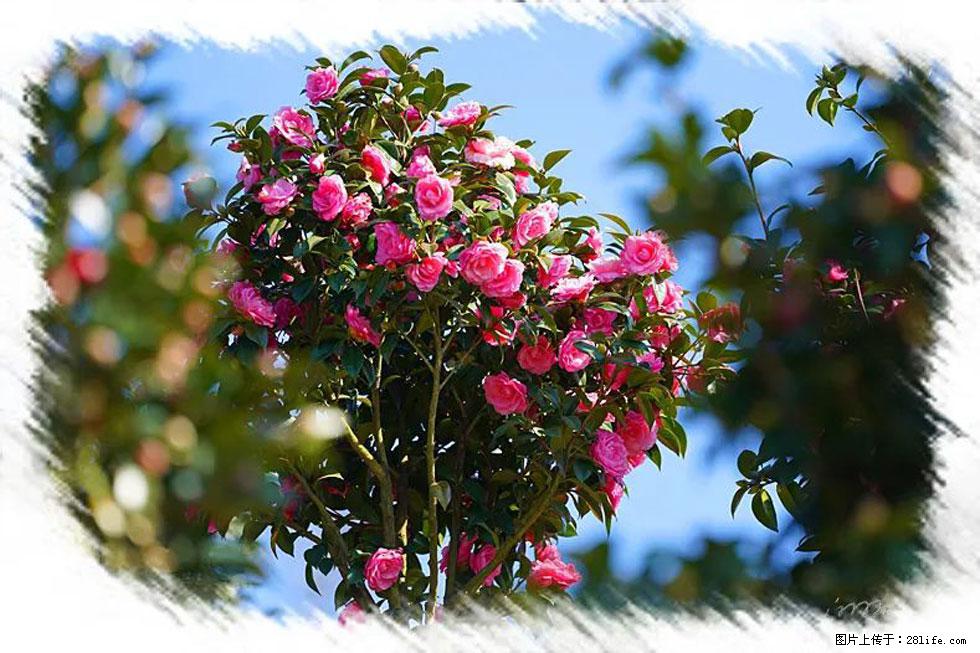 【春天，广西桂林灌阳县向您发出邀请！】杨柳井茶花惹人爱 - 游山玩水 - 遵义生活社区 - 遵义28生活网 zunyi.28life.net