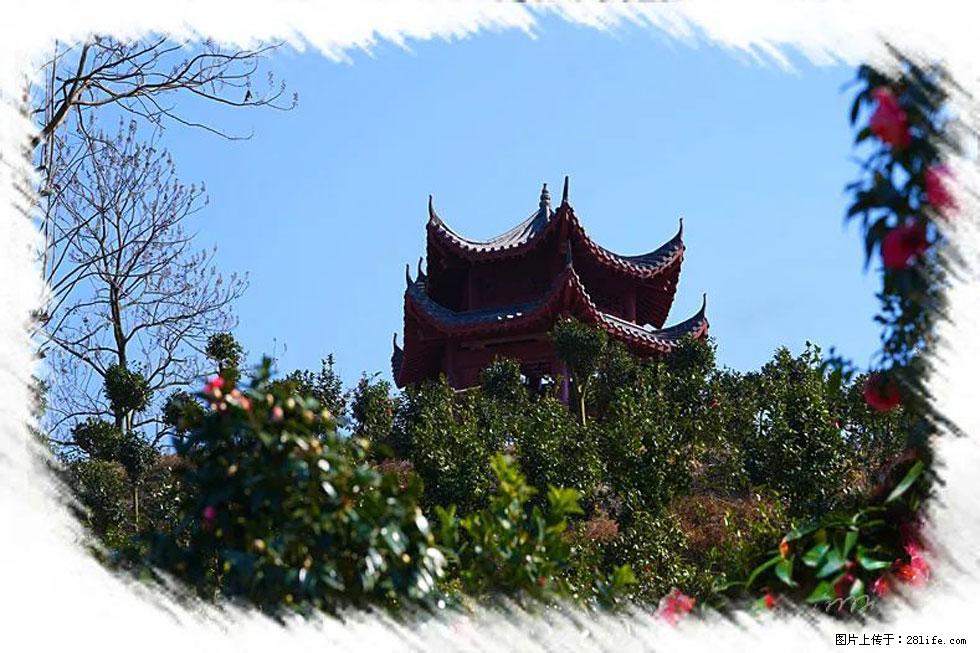 【春天，广西桂林灌阳县向您发出邀请！】杨柳井茶花惹人爱 - 游山玩水 - 遵义生活社区 - 遵义28生活网 zunyi.28life.net