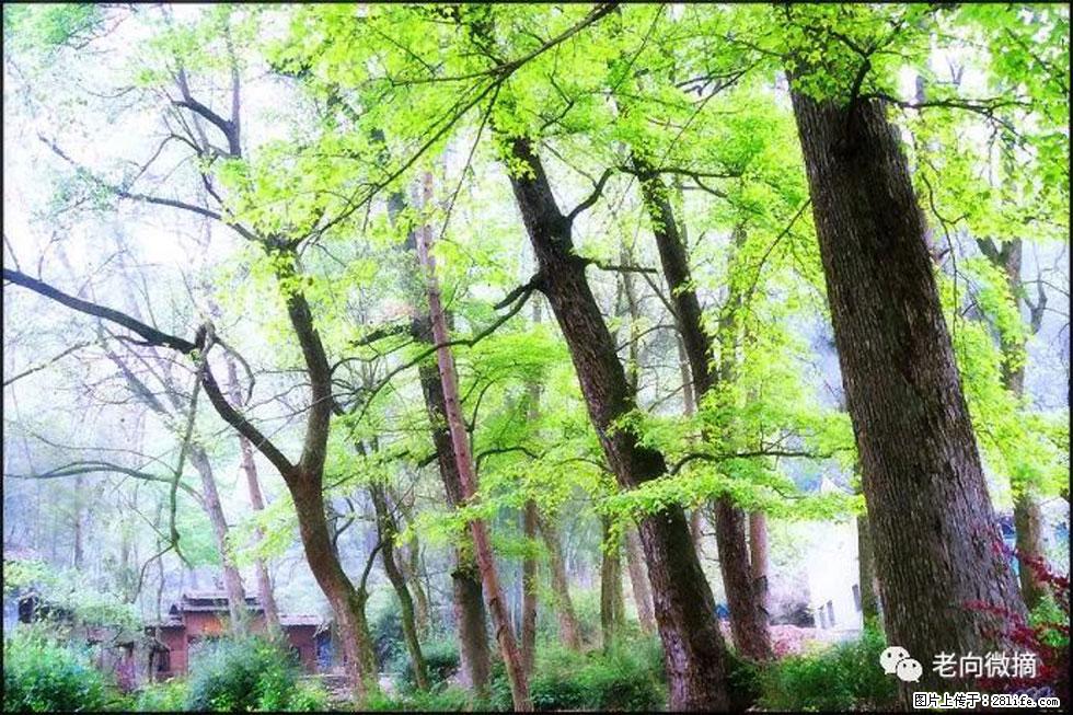 【春天，广西桂林灌阳县向您发出邀请！】在小龙村与春天约会 - 游山玩水 - 遵义生活社区 - 遵义28生活网 zunyi.28life.net