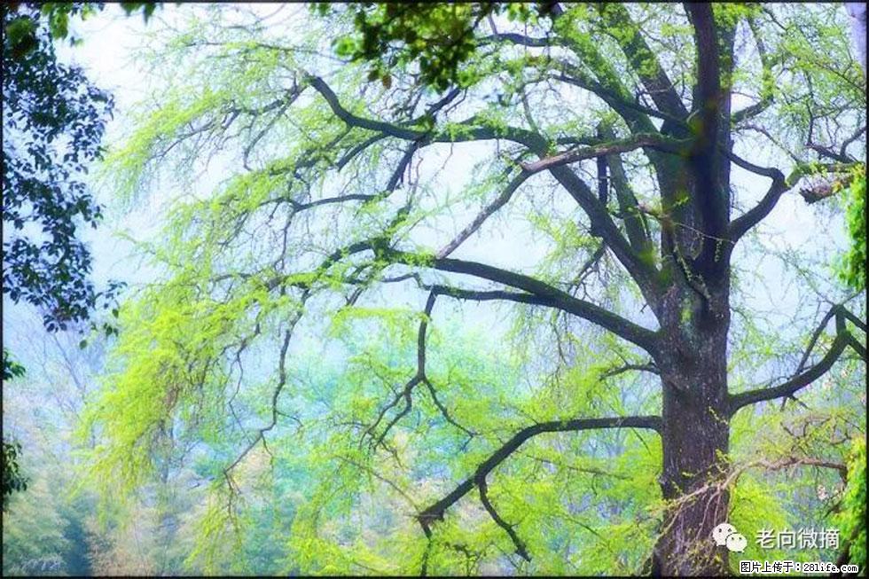 【春天，广西桂林灌阳县向您发出邀请！】在小龙村与春天约会 - 游山玩水 - 遵义生活社区 - 遵义28生活网 zunyi.28life.net