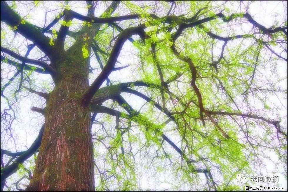 【春天，广西桂林灌阳县向您发出邀请！】在小龙村与春天约会 - 游山玩水 - 遵义生活社区 - 遵义28生活网 zunyi.28life.net