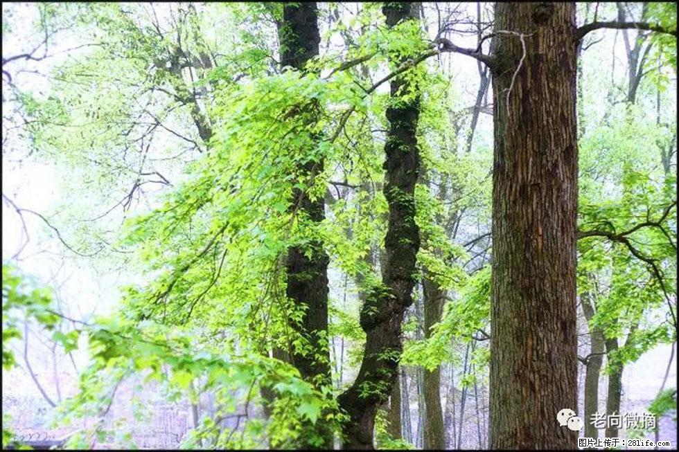 【春天，广西桂林灌阳县向您发出邀请！】在小龙村与春天约会 - 游山玩水 - 遵义生活社区 - 遵义28生活网 zunyi.28life.net