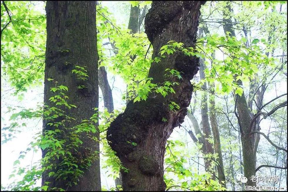 【春天，广西桂林灌阳县向您发出邀请！】在小龙村与春天约会 - 游山玩水 - 遵义生活社区 - 遵义28生活网 zunyi.28life.net