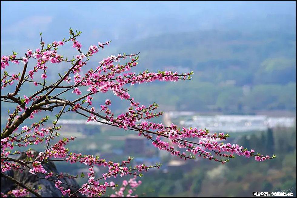 【春天，广西桂林灌阳县向您发出邀请！】望月岭上桃花开 - 游山玩水 - 遵义生活社区 - 遵义28生活网 zunyi.28life.net
