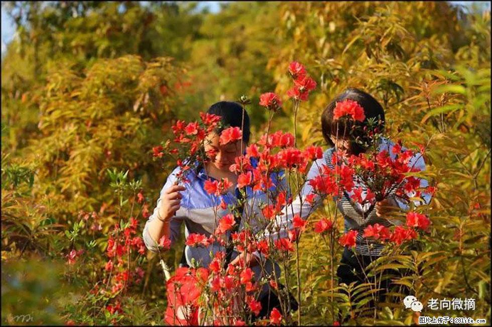 【春天,广西桂林灌阳县向您发出邀请!】登麒麟山,相约映山红 - 游山玩水 - 遵义生活社区 - 遵义28生活网 zunyi.28life.net