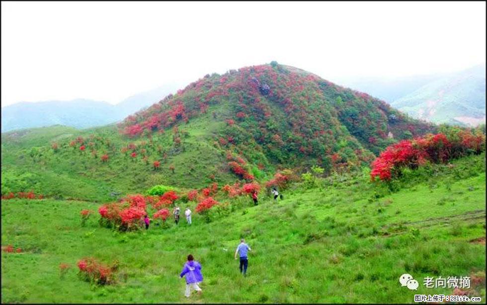 【春天,广西桂林灌阳县向您发出邀请!】宝盖山上映山红 - 游山玩水 - 遵义生活社区 - 遵义28生活网 zunyi.28life.net
