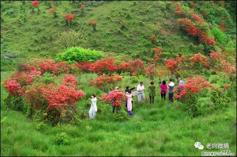 【春天,广西桂林灌阳县向您发出邀请!】宝盖山上映山红 - 游山玩水 - 遵义生活社区 - 遵义28生活网 zunyi.28life.net