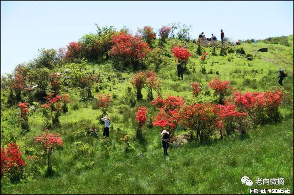 【春天,广西桂林灌阳县向您发出邀请!】宝盖山上映山红 - 游山玩水 - 遵义生活社区 - 遵义28生活网 zunyi.28life.net