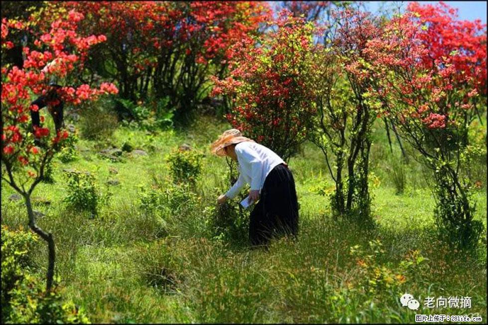 【春天,广西桂林灌阳县向您发出邀请!】宝盖山上映山红 - 游山玩水 - 遵义生活社区 - 遵义28生活网 zunyi.28life.net