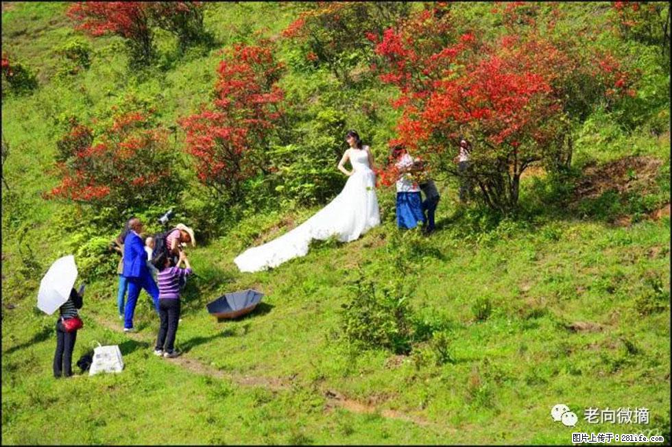 【春天,广西桂林灌阳县向您发出邀请!】宝盖山上映山红 - 游山玩水 - 遵义生活社区 - 遵义28生活网 zunyi.28life.net
