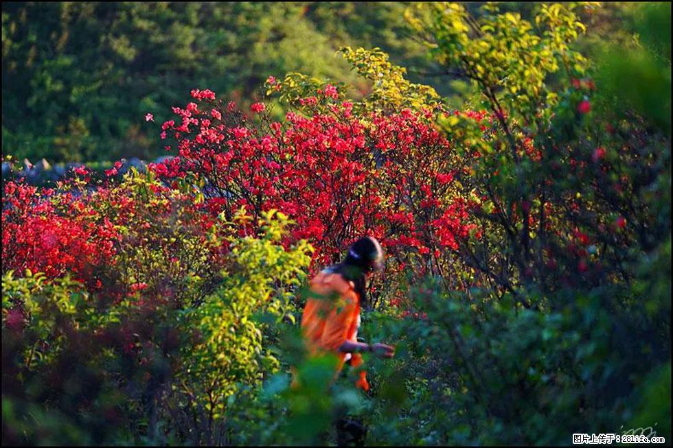 【春天，广西桂林灌阳县向您发出邀请！】春木界上映山红 - 游山玩水 - 遵义生活社区 - 遵义28生活网 zunyi.28life.net