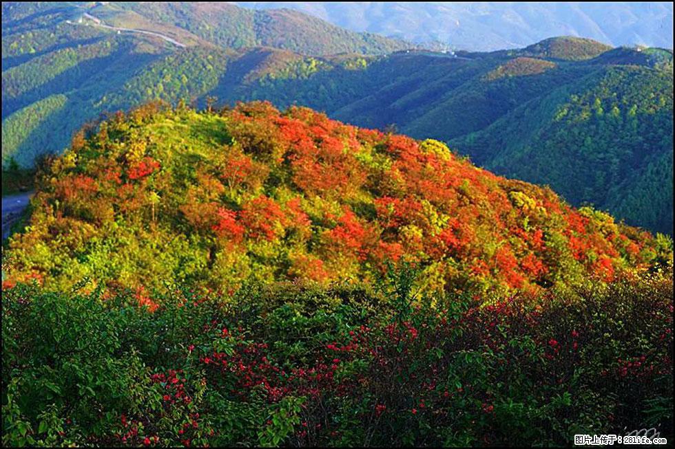 【春天，广西桂林灌阳县向您发出邀请！】春木界上映山红 - 游山玩水 - 遵义生活社区 - 遵义28生活网 zunyi.28life.net