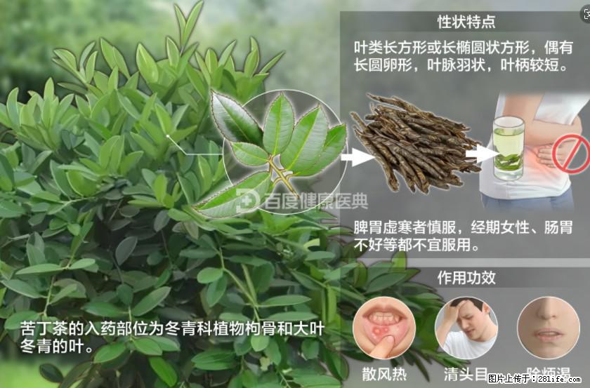 苦丁茶有哪些功效和作用 - 生活百科 - 遵义生活社区 - 遵义28生活网 zunyi.28life.net