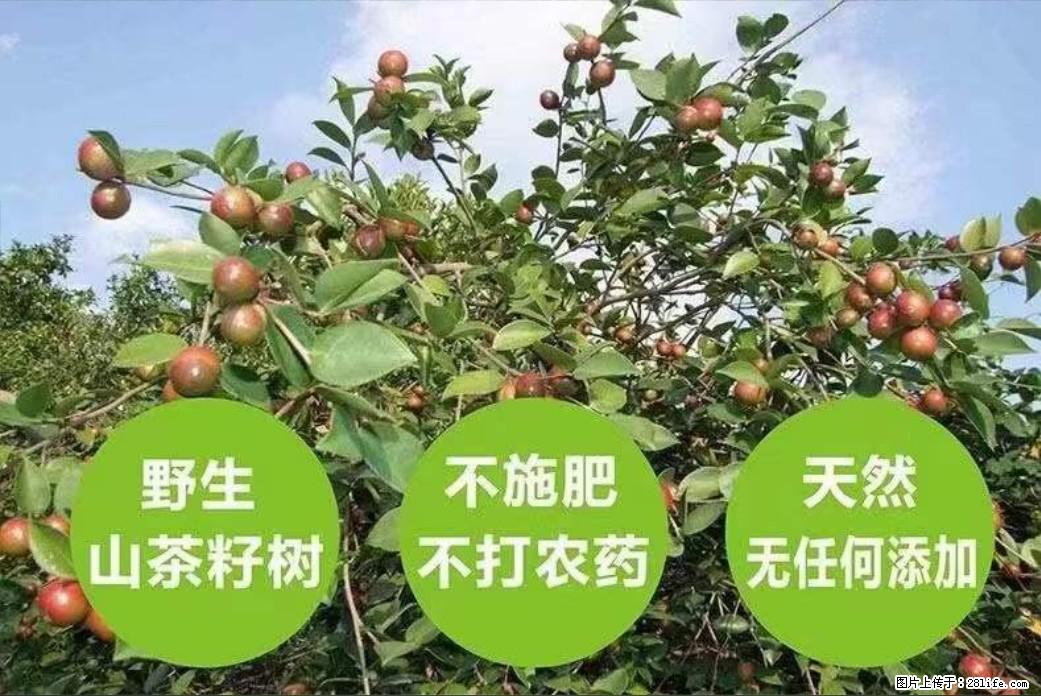 【灌阳县油茶产业示范区】一个有着充实的精神生活的人，对待身外之物自会有一种淡泊的态度 - 美食天地 - 遵义生活社区 - 遵义28生活网 zunyi.28life.net