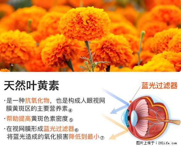 叶黄素有什么功效和作用 - 生活百科 - 遵义生活社区 - 遵义28生活网 zunyi.28life.net