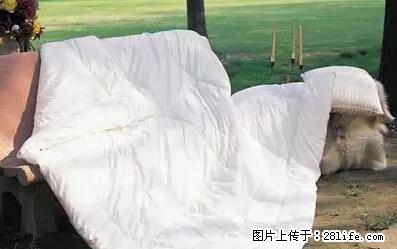 被子有异味?只要这样做,比晒太阳还强100倍! - 家居生活 - 遵义生活社区 - 遵义28生活网 zunyi.28life.net