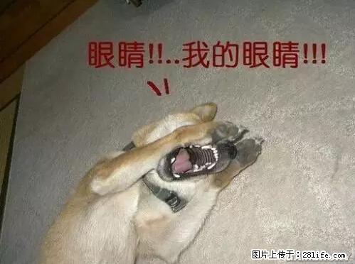 笑癫了！一女的怀孕三年未生，他终于忍不住了... - 娱乐八卦 - 遵义生活社区 - 遵义28生活网 zunyi.28life.net
