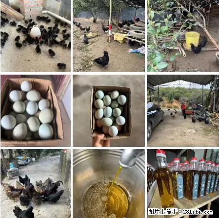 油茶园从小鸡仔开始养起的纯土鸡、土鸡蛋可以预定啦！还有前几天刚榨的纯山茶油哦 - 土特产 - 饮食特产 - 遵义分类信息 - 遵义28生活网 zunyi.28life.net