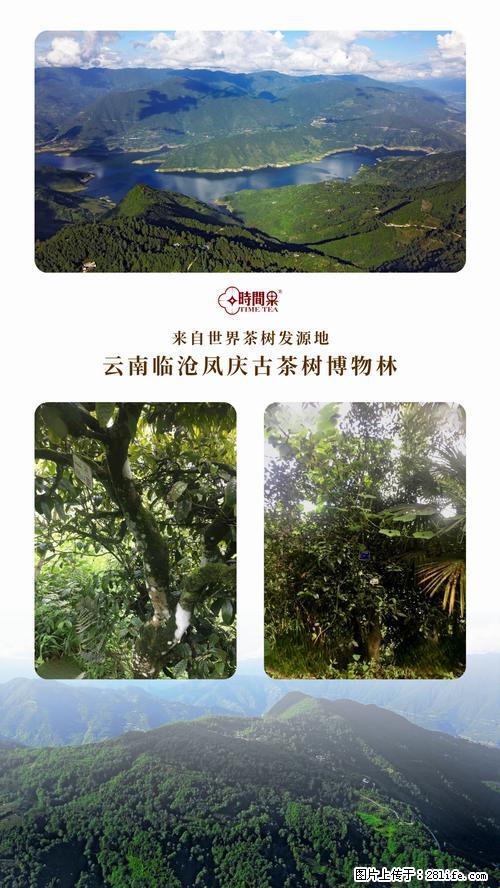 时间果百年古树2025年春红茶 - 购物交流 - 遵义生活社区 - 遵义28生活网 zunyi.28life.net