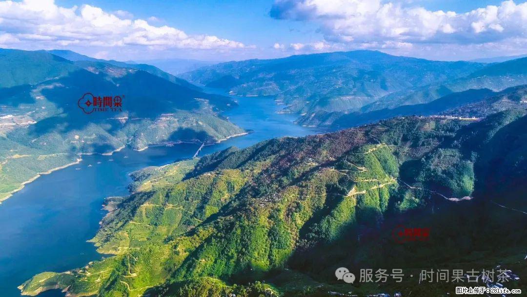 时间果百年古树龙珠普洱生茶 - 购物交流 - 遵义生活社区 - 遵义28生活网 zunyi.28life.net