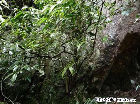 平乐石崖茶，珍贵仅次于金花茶 - 遵义生活资讯 - 遵义28生活网 zunyi.28life.net