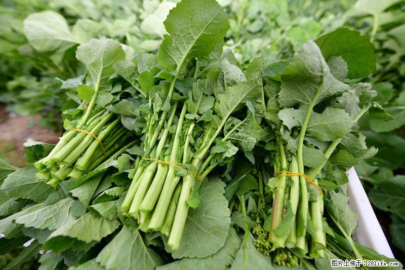 这些蔬菜是“天然钙片”，这6种被医生重点推荐 - 遵义生活资讯 - 遵义28生活网 zunyi.28life.net